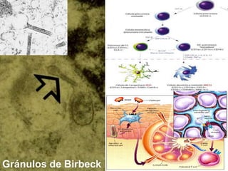 Gránulos de Birbeck
 