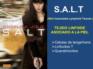 TEJIDO LINFOIDE
ASOCIADO A LA PIEL
Células de langerhans
Linfocitos T
Queratinocitos
S.A.L.T
(Skin Associated Lymphoid Tissues )
 
