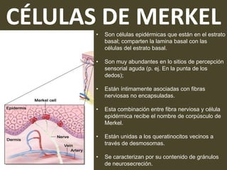 CÉLULAS DE MERKEL
• Son células epidérmicas que están en el estrato
basal; comparten la lamina basal con las
células del estrato basal.
• Son muy abundantes en lo sitios de percepción
sensorial aguda (p. ej. En la punta de los
dedos);
• Están íntimamente asociadas con fibras
nerviosas no encapsuladas.
• Esta combinación entre fibra nerviosa y célula
epidérmica recibe el nombre de corpúsculo de
Merkel.
• Están unidas a los queratinocitos vecinos a
través de desmosomas.
• Se caracterizan por su contenido de gránulos
de neurosecreción.
 