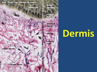 Dermis
 
