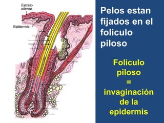 Foliculo
piloso
=
invaginación
de la
epidermis
Pelos estan
fijados en el
foliculo
piloso
 
