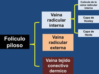 Vaina
radicular
externa
Vaina
radicular
interna
Foliculo
piloso
Vaina tejido
conectivo
dermico
Capa de
Huxley
Capa de
Henle
Cutícula de la
vaina radicular
interna
 