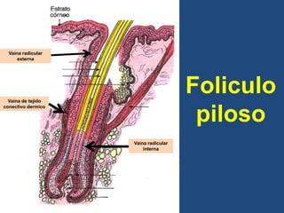 Foliculo
piloso
Vaina de tejido
conectivo dermico
Vaina radicular
interna
Vaina radicular
externa
 