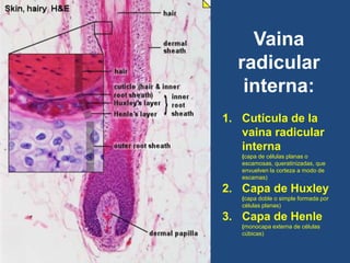 Vaina
radicular
interna:
1. Cutícula de la
vaina radicular
interna
(capa de células planas o
escamosas, queratinizadas, que
envuelven la corteza a modo de
escamas)
2. Capa de Huxley
(capa doble o simple formada por
células planas)
3. Capa de Henle
(monocapa externa de células
cúbicas)
 