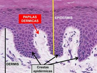 EPIDERMIS
DERMIS
Crestas
epidérmicas
PAPILAS
DERMICAS
 