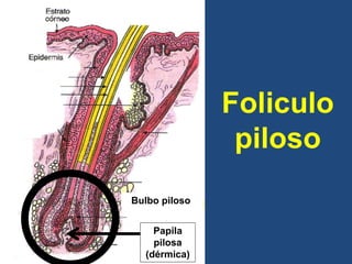 Bulbo piloso
Papila
pilosa
(dérmica)
Foliculo
piloso
 
