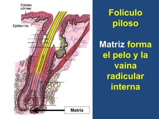 Matrix
Foliculo
piloso
Matriz forma
el pelo y la
vaina
radicular
interna
 
