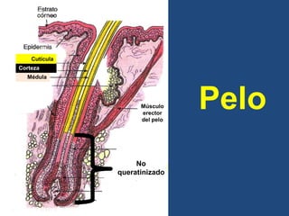 Pelo
Médula
Corteza
Cutícula
No
queratinizado
Músculo
erector
del pelo
 