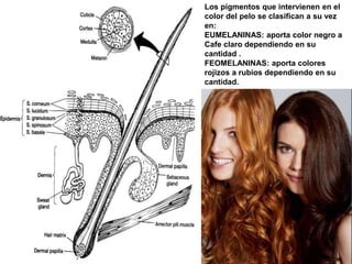 Los pigmentos que intervienen en el
color del pelo se clasifican a su vez
en:
EUMELANINAS: aporta color negro a
Cafe claro dependiendo en su
cantidad .
FEOMELANINAS: aporta colores
rojizos a rubios dependiendo en su
cantidad.
 
