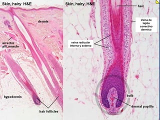 vaina radicular
interna y externa
Vaina de
tejido
conectivo
dermico
 