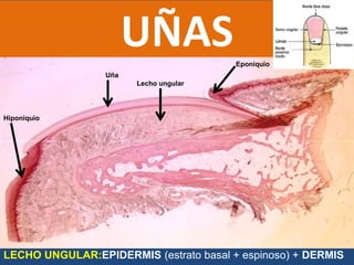 Hiponiquio
Uña
Lecho ungular
Eponiquio
LECHO UNGULAR:EPIDERMIS (estrato basal + espinoso) + DERMIS
UÑAS
 