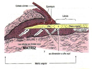 MATRIZ
 