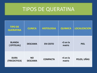 TIPOS DE QUERATINA
TIPO DE
QUERATINA
CLINICA HISTOLOGIA QUIMICA LOCALIZACION
BLANDA
( EPITELIAL)
DESCAMA EN CESTO
<S en la
matriz
PIEL
DURA
(TRICOCITICA)
NO
DESCAMA
COMPACTA
>S en la
matriz
PELOS, UÑAS
 