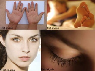 Piel delgada
Piel gruesa
Piel delgada
Piel gruesa
 