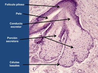 Pelo
Foliculo piloso
Conducto
excretor
Porción
secretora
Células
basales
 