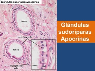 Glándulas
sudoríparas
Apocrinas
Glándulas sudoríparas Apocrinas
 