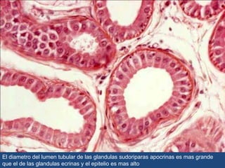 El diametro del lumen tubular de las glandulas sudoriparas apocrinas es mas grande
que el de las glandulas ecrinas y el epitelio es mas alto
 