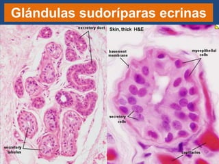 Glándulas sudoríparas ecrinas
 