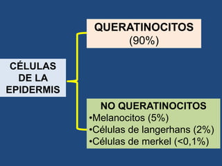 NO QUERATINOCITOS
•Melanocitos (5%)
•Células de langerhans (2%)
•Células de merkel (<0,1%)
QUERATINOCITOS
(90%)
CÉLULAS
DE LA
EPIDERMIS
 