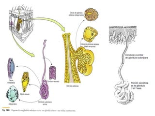 Acrosiringio
(conducto ecrino
excretor
intraepidérmico)
 