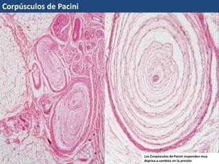 Corpúsculos de Pacini
Los Corpúsculos de Pacini responden muy
deprisa a cambios en la presión
 
