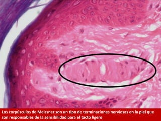 Los corpúsculos de Meissner son un tipo de terminaciones nerviosas en la piel que
son responsables de la sensibilidad para el tacto ligero
 
