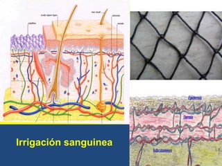 Irrigación sanguinea
 
