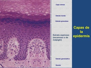Capas de
la
epidermis
Estrato espinoso
(escamoso o de
malpighi)
 