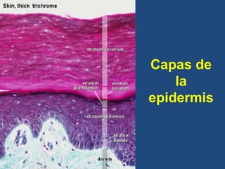 Capas de
la
epidermis
 