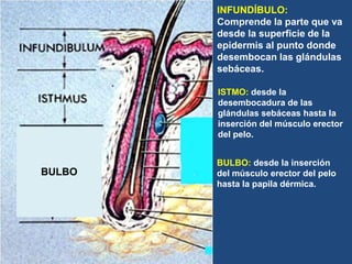 INFUNDÍBULO:
Comprende la parte que va
desde la superficie de la
epidermis al punto donde
desembocan las glándulas
sebáceas.
BULBO
ISTMO: desde la
desembocadura de las
glándulas sebáceas hasta la
inserción del músculo erector
del pelo.
BULBO: desde la inserción
del músculo erector del pelo
hasta la papila dérmica.
 