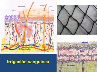 Irrigación sanguinea
 