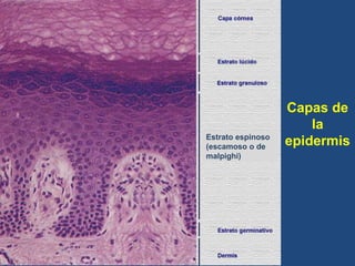 Capas de
la
epidermisEstrato espinoso
(escamoso o de
malpighi)
 