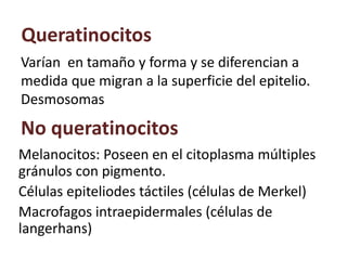Queratinocitos
Varían en tamaño y forma y se diferencian a
medida que migran a la superficie del epitelio.
Desmosomas
No queratinocitos
Melanocitos: Poseen en el citoplasma múltiples
gránulos con pigmento.
Células epiteliodes táctiles (células de Merkel)
Macrofagos intraepidermales (células de
langerhans)
 