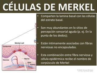 CÉLULAS DE MERKEL
• Comparten la lamina basal con las células
del estrato basal.
• Son muy abundantes en lo sitios de
percepción sensorial aguda (p. ej. En la
punta de los dedos);
• Están íntimamente asociadas con fibras
nerviosas no encapsuladas.
• Esta combinación entre fibra nerviosa y
célula epidérmica recibe el nombre de
corpúsculo de Merkel
 