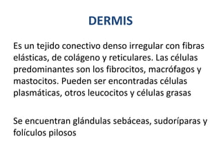 DERMIS
Es un tejido conectivo denso irregular con fibras
elásticas, de colágeno y reticulares. Las células
predominantes son los fibrocitos, macrófagos y
mastocitos. Pueden ser encontradas células
plasmáticas, otros leucocitos y células grasas
Se encuentran glándulas sebáceas, sudoríparas y
folículos pilosos
 