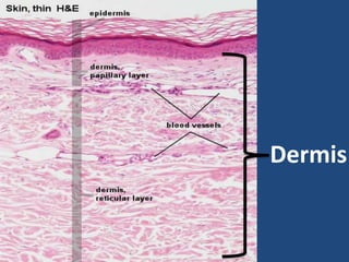 Dermis
 
