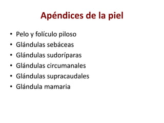 Apéndices de la piel
• Pelo y folículo piloso
• Glándulas sebáceas
• Glándulas sudoríparas
• Glándulas circumanales
• Glándulas supracaudales
• Glándula mamaria
 