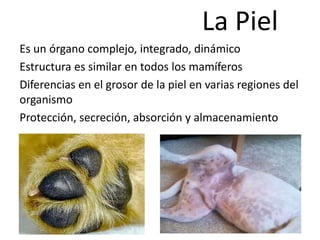 La Piel
Es un órgano complejo, integrado, dinámico
Estructura es similar en todos los mamíferos
Diferencias en el grosor de la piel en varias regiones del
organismo
Protección, secreción, absorción y almacenamiento
 