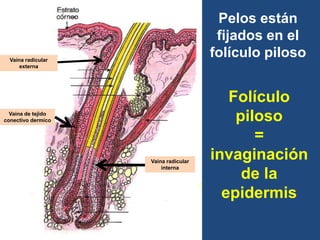 Vaina de tejido
conectivo dermico
Vaina radicular
interna
Vaina radicular
externa
Folículo
piloso
=
invaginación
de la
epidermis
Pelos están
fijados en el
folículo piloso
 