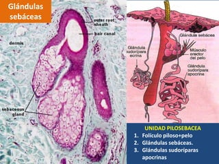 Glándulas
sebáceas
UNIDAD PILOSEBACEA
1. Folículo piloso+pelo
2. Glándulas sebáceas.
3. Glándulas sudoríparas
apocrinas
 