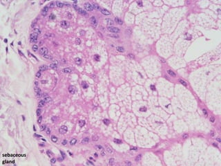 sebaceous
gland
 