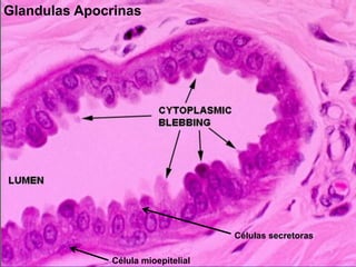 Glandulas Apocrinas
Célula mioepitelial
Células secretoras
 