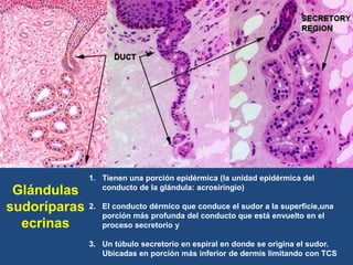 Glándulas
sudoríparas
ecrinas
1. Tienen una porción epidérmica (la unidad epidérmica del
conducto de la glándula: acrosiringio)
2. El conducto dérmico que conduce el sudor a la superficie,una
porción más profunda del conducto que está envuelto en el
proceso secretorio y
3. Un túbulo secretorio en espiral en donde se origina el sudor.
Ubicadas en porción más inferior de dermis limitando con TCS
 