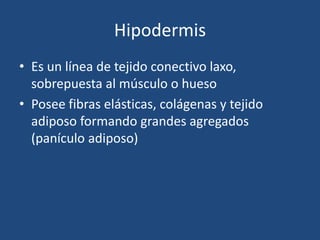Hipodermis
• Es un línea de tejido conectivo laxo,
sobrepuesta al músculo o hueso
• Posee fibras elásticas, colágenas y tejido
adiposo formando grandes agregados
(panículo adiposo)
 