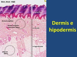 Dermis e
hipodermis
 