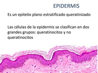 EPIDERMIS
Es un epitelio plano estratificado queratinizado
Las células de la epidermis se clasifican en dos
grandes grupos: queratinocitos y no
queratinocitos
 