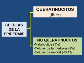 NO QUERATINOCITOS
•Melanocitos (5%)
•Células de langerhans (2%)
•Células de merkel (<0,1%)
QUERATINOCITOS
(90%)
CÉLULAS
DE LA
EPIDERMIS
 