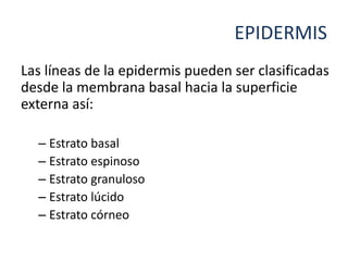 Las líneas de la epidermis pueden ser clasificadas
desde la membrana basal hacia la superficie
externa así:
– Estrato basal
– Estrato espinoso
– Estrato granuloso
– Estrato lúcido
– Estrato córneo
EPIDERMIS
 