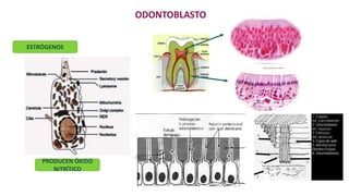 HISTOLOGÍA DE LA PULPA