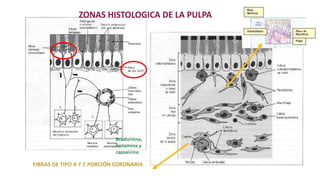 HISTOLOGÍA DE LA PULPA